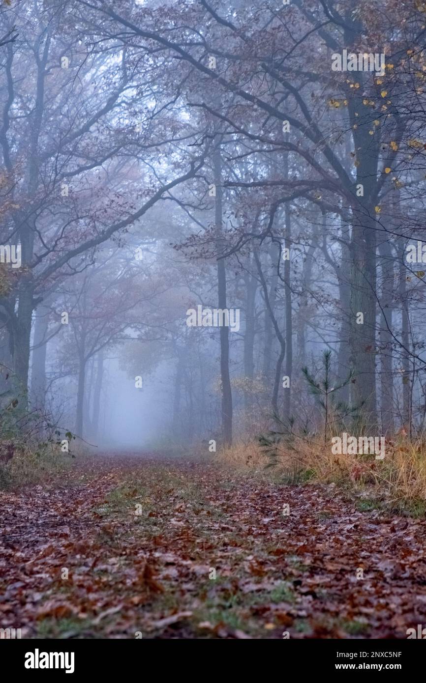 Beautiful mystical forest in blue fog in autumn. Colorful landscape with enchanted trees with orange and red leaves. Scenery with path in dreamy foggy forest. Fall colors in october. Nature background. High quality photo Stock Photo