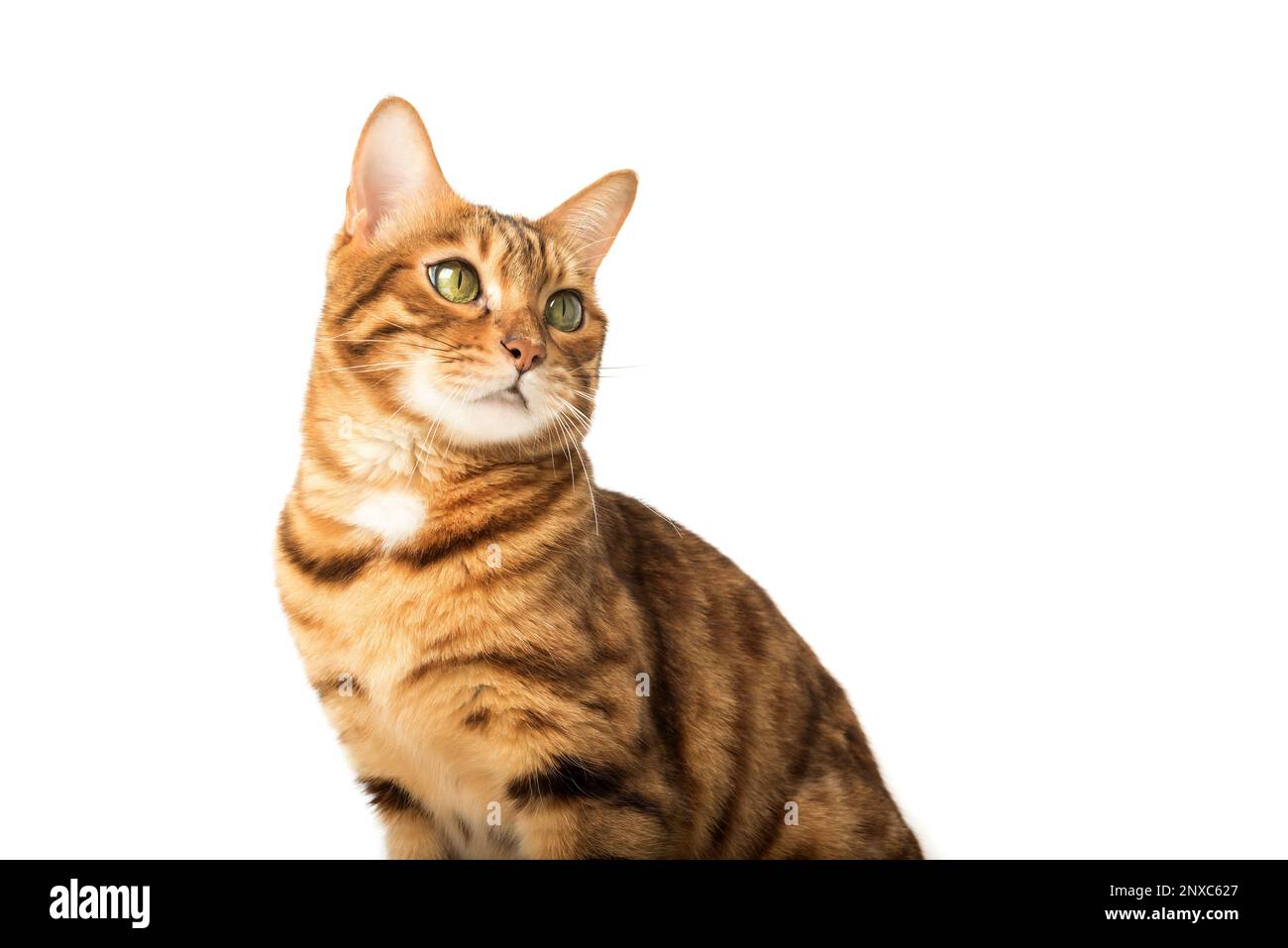 Portrait of a young bengal cat isolated on a white background. Stock Photo