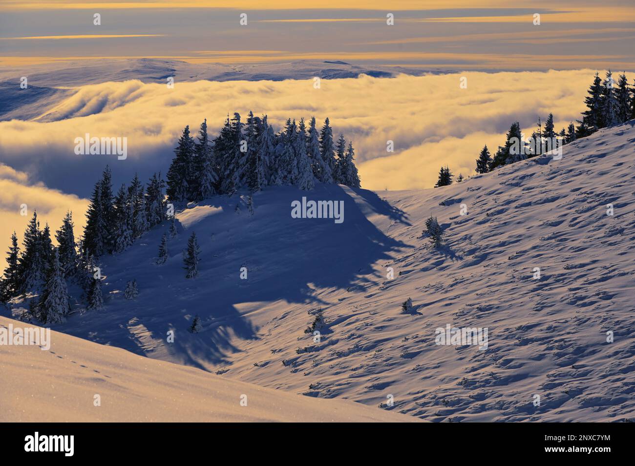 Trees in Winter Mist in Ciucas Mountains, Romania Stock Photo