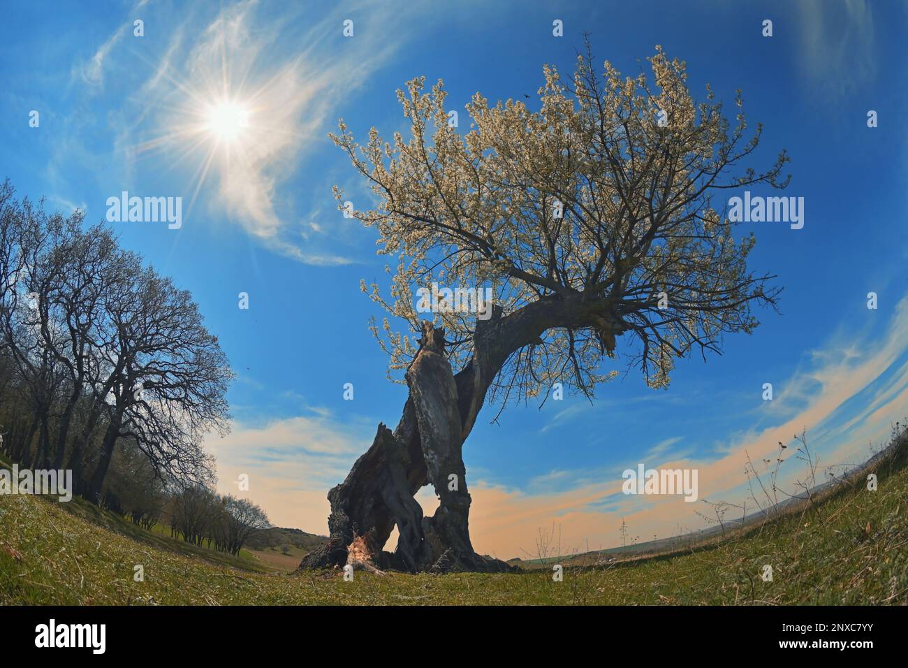 Single Tree on field against the sky The Power of Rebirth Stock Photo