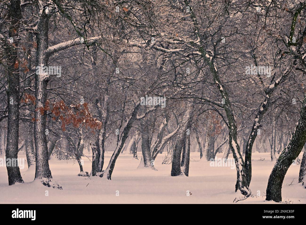 Trees in Winter Time in Macin Mountains, Romania Stock Photo