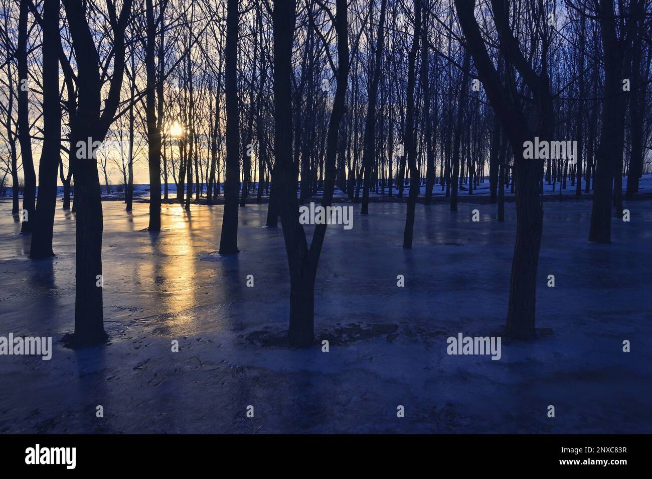 Frozen flooded Forest in Winter Sunrise Stock Photo