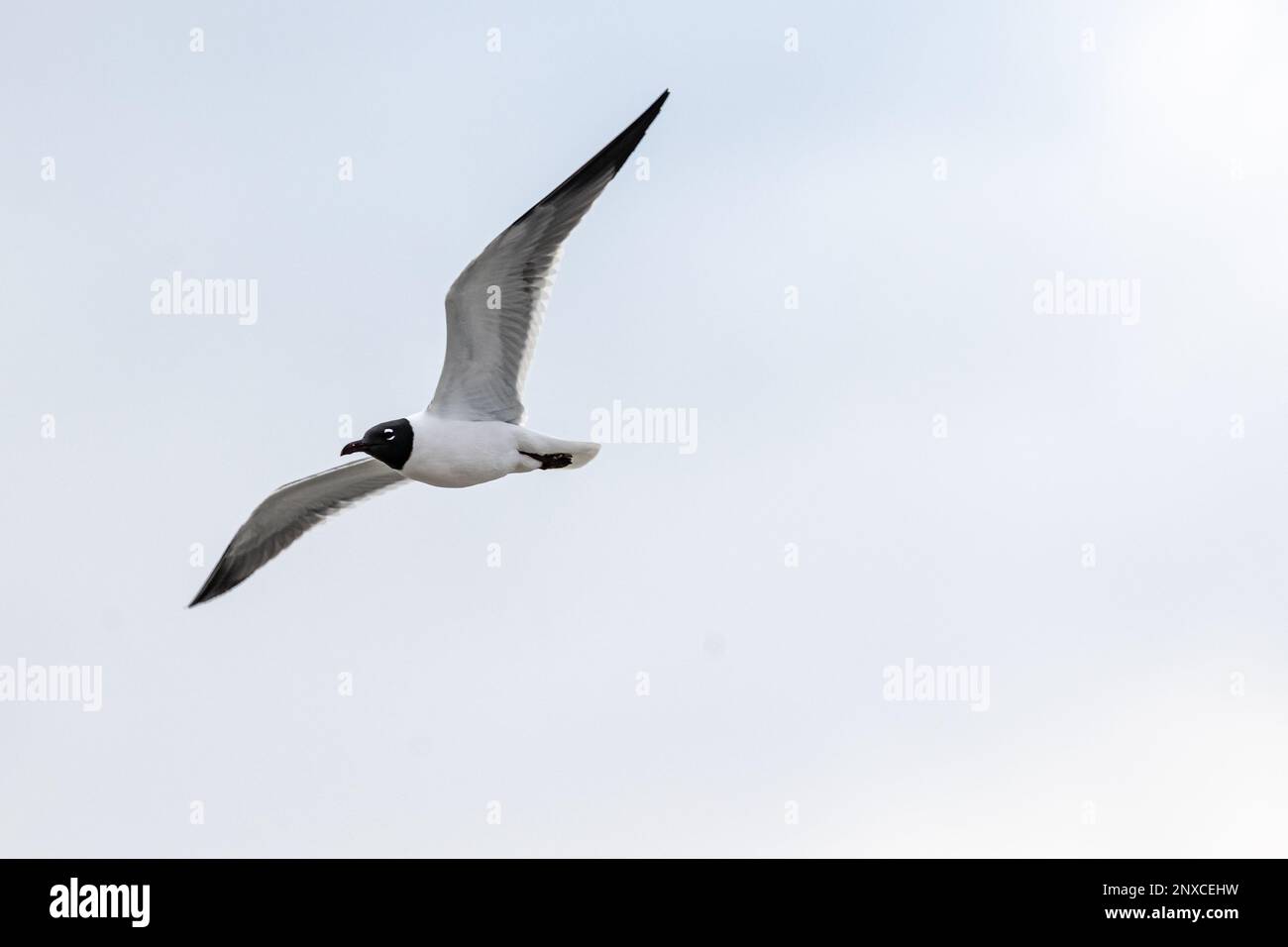 Laughing gull (Leucophaeus atricilla) soaring above the Florida East Coast shoreline. (USA) Stock Photo