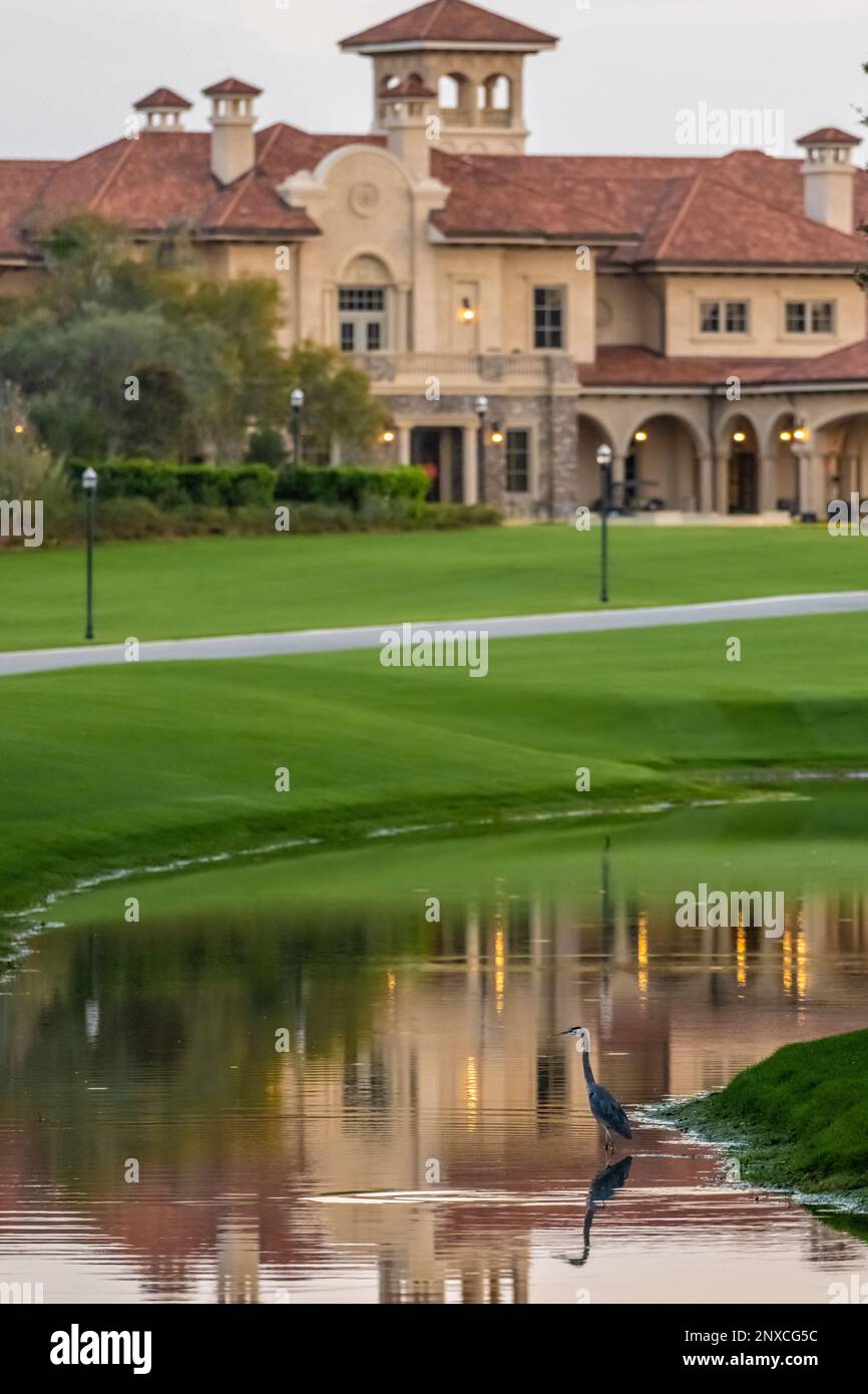 Great blue heron wading in a waterway along THE PLAYERS Stadium Course at TPC Sawgrass in Ponte Vedra Beach, Florida. (USA) Stock Photo