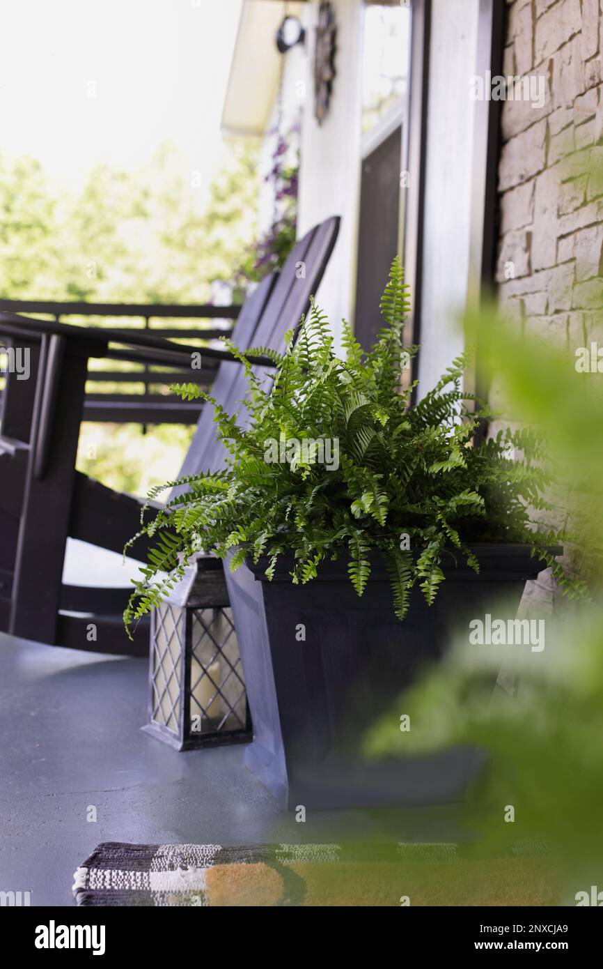 Boston ferns sitting on front porch with rocking chair. Extreme selective focus with blurred foreground and background. Stock Photo