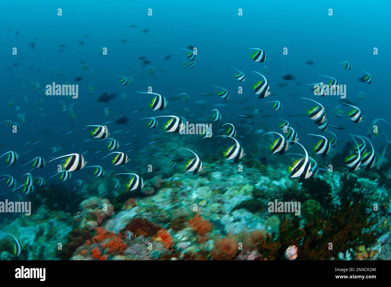 A school of Longfin bannerfish, Heniochus acuminatus, swims along the edge of a biodiverse coral reef in North Sulawesi, Indonesia. Stock Photo
