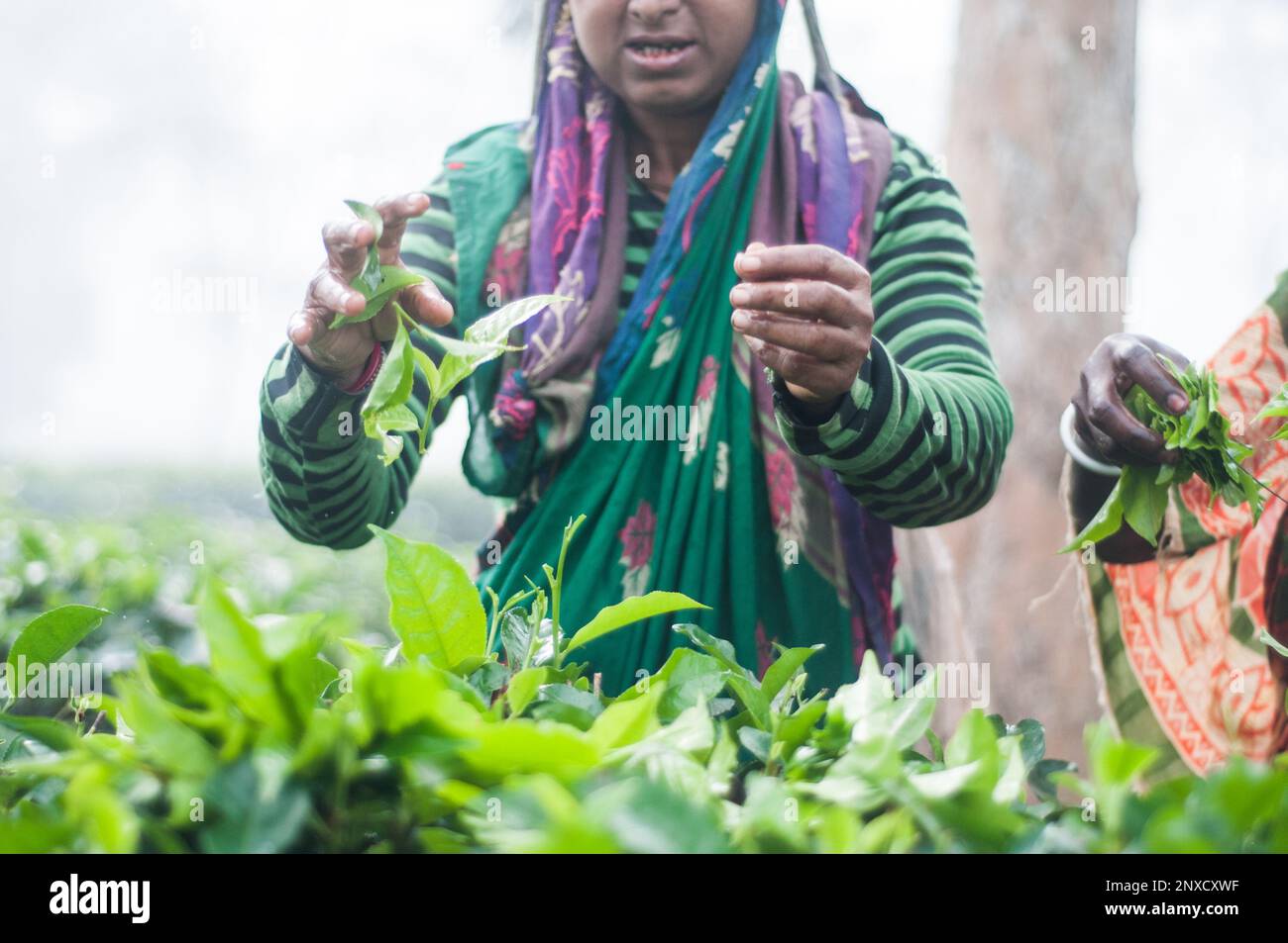 Dhaka, Bangladesh - 23 December 2022: Pictures of tea garden and tea garden poor women worker in Sreemangal, Sylhet, Bangladesh. Stock Photo