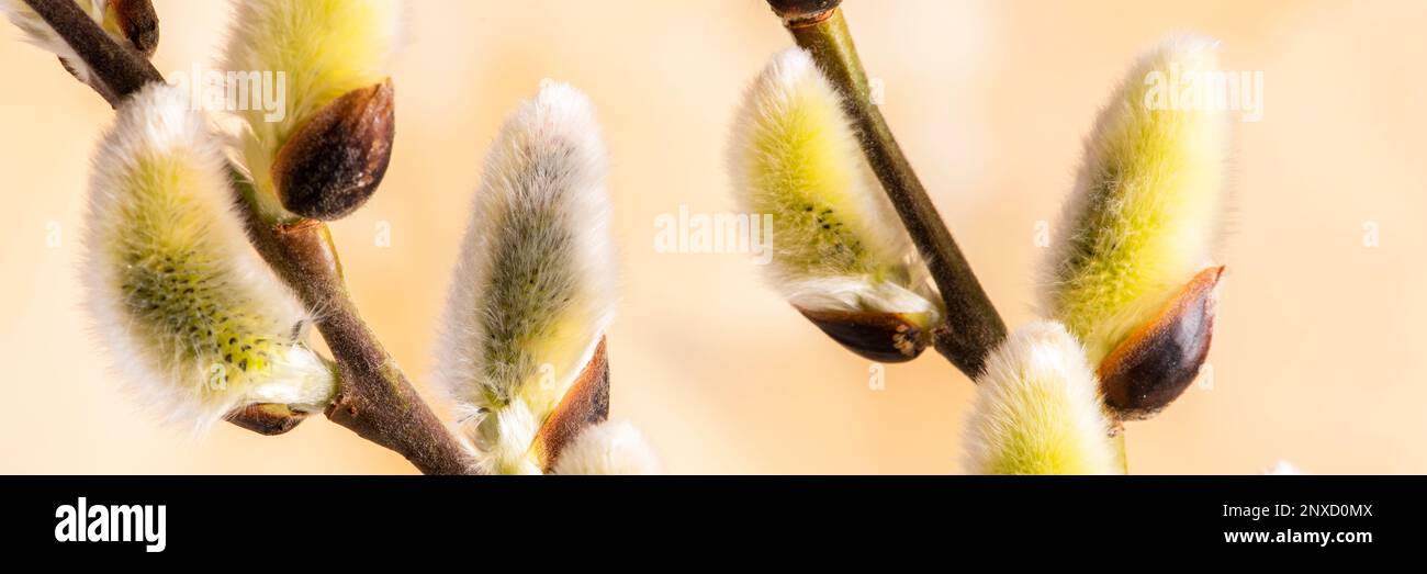 details of pussy willows with pollen Stock Photo