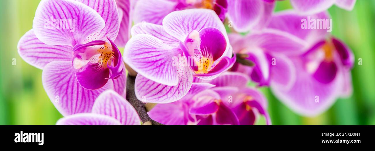 Japanese zen garden with orchid flower Stock Photo