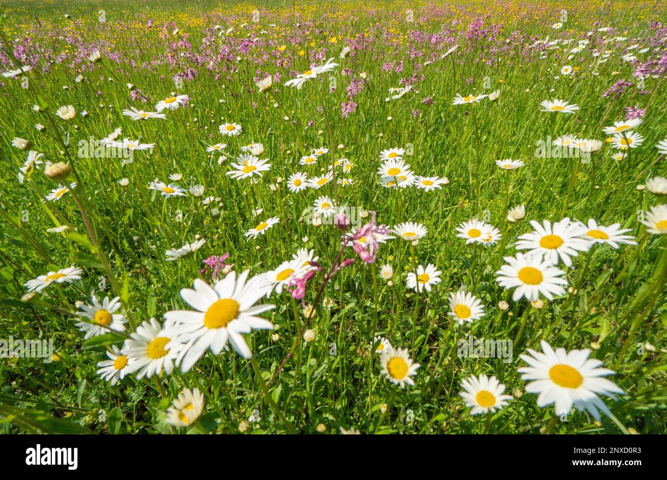 spring flowers on meadow Stock Photo