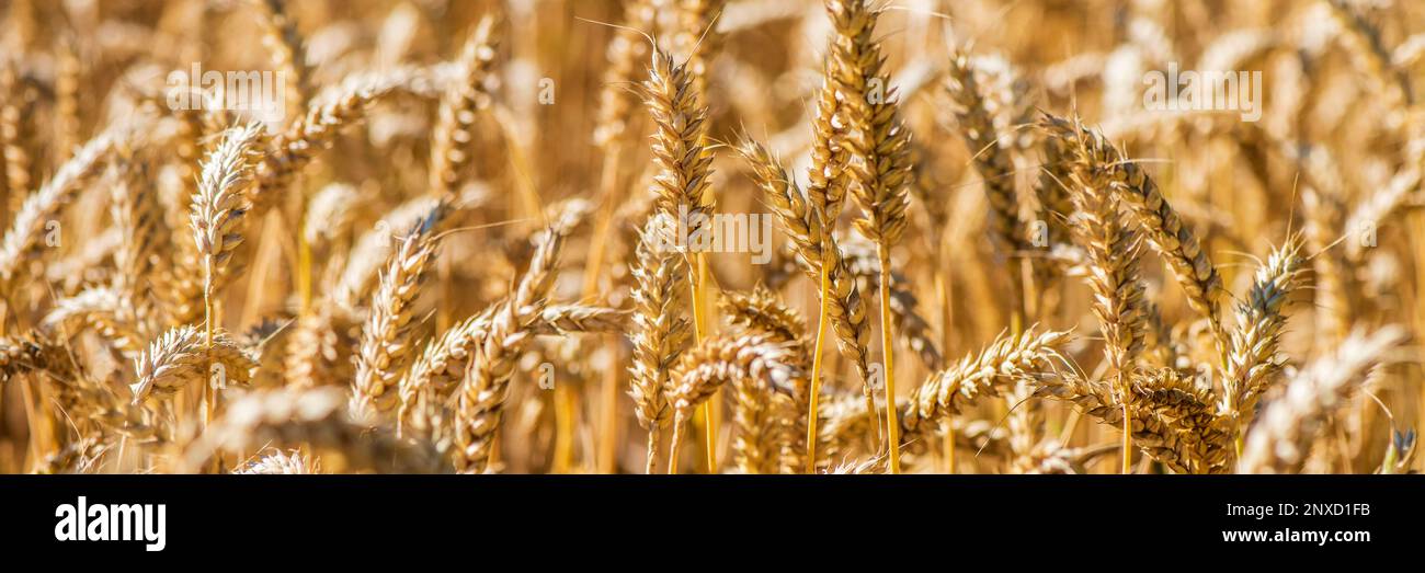 grain in a field before harvest Stock Photo - Alamy