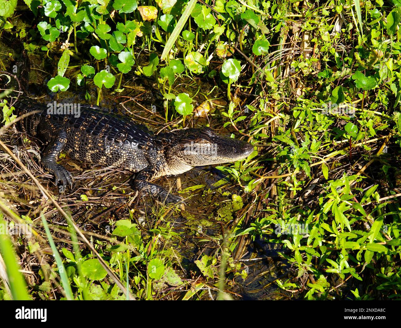 Juvenile alligator, Alligator mississippiensis, in natural habitat