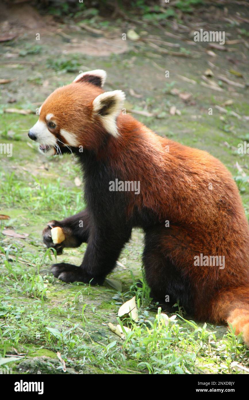 Panda Roux - Red Panda Creadoll By Lullaby