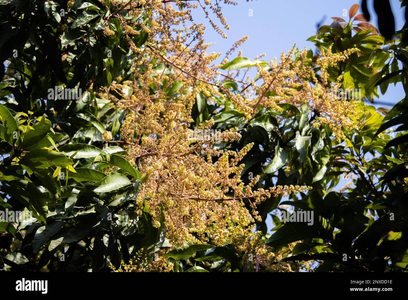 https://c8.alamy.com/comp/2NXDD1E/a-branch-of-yellow-color-mango-flower-in-a-mango-tree-during-spring-season-2NXDD1E.jpg