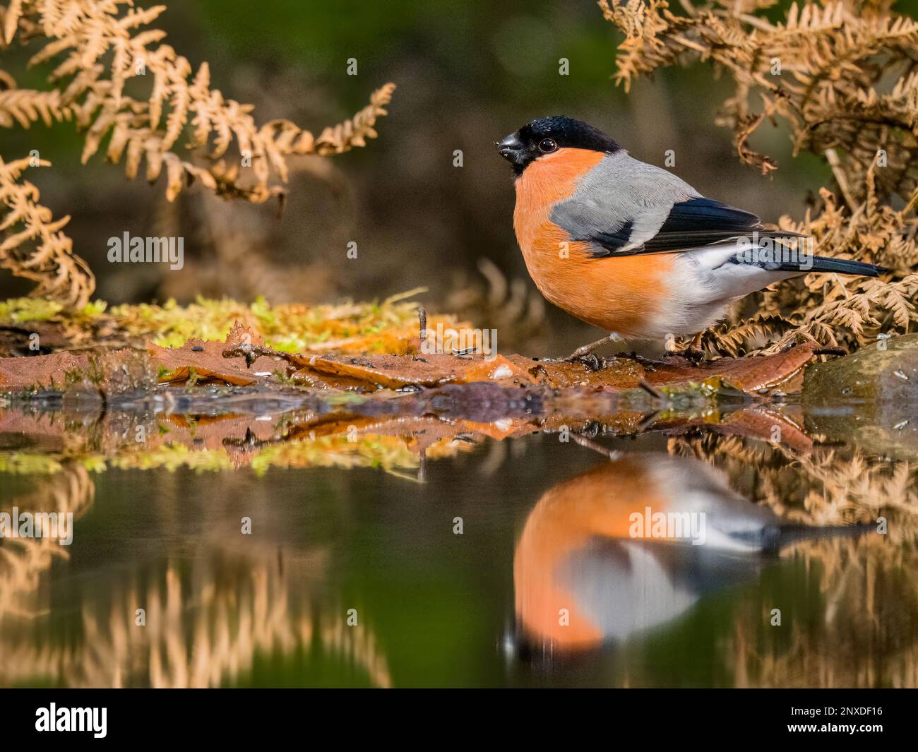 Male bullfinch in late winter/early spring Stock Photo