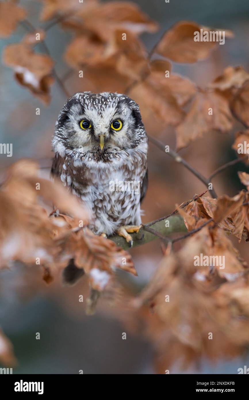 Owl Ruff Rough legged owls hi-res stock photography and images - Alamy