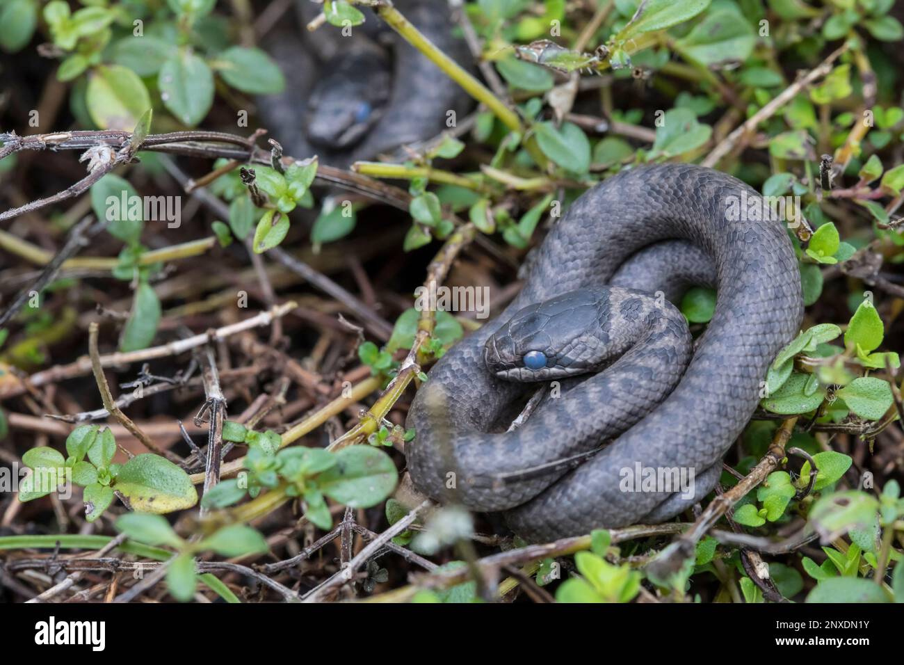 Schlingnatter, Coronella austriaca, smooth snake Stock Photo