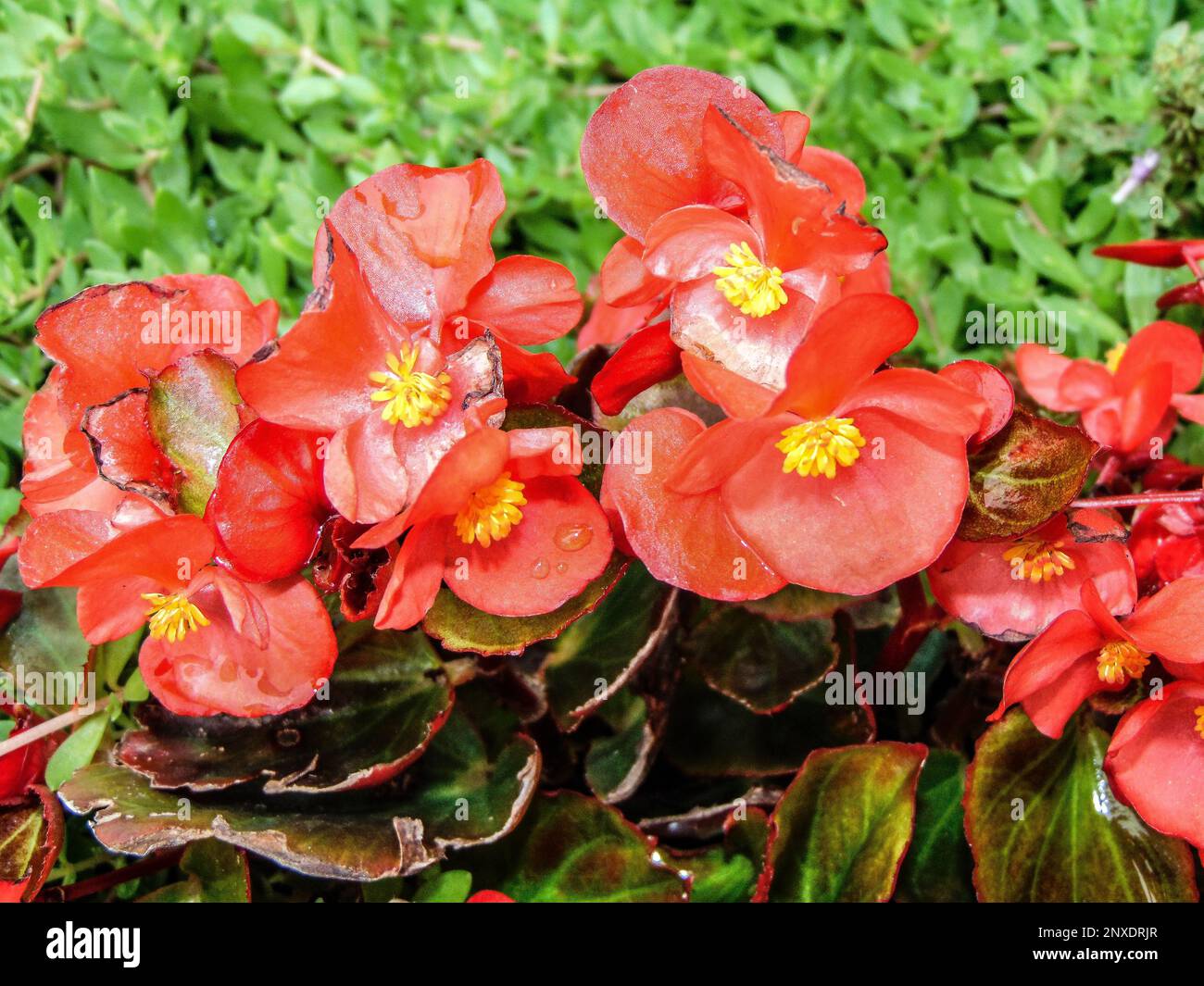 Red wax Begonia flowers. Begonia cucullata Stock Photo
