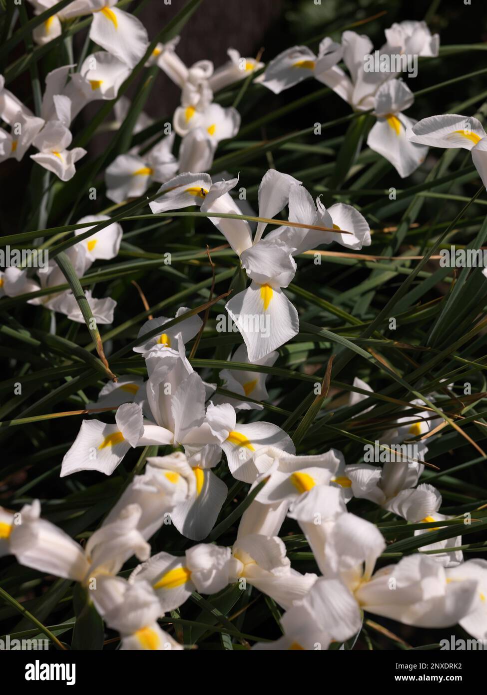 a garden bed of many white Iris flowers Stock Photo