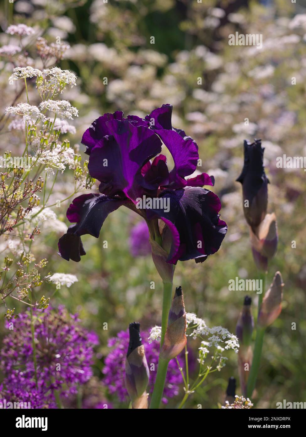 bearded Iris Stock Photo
