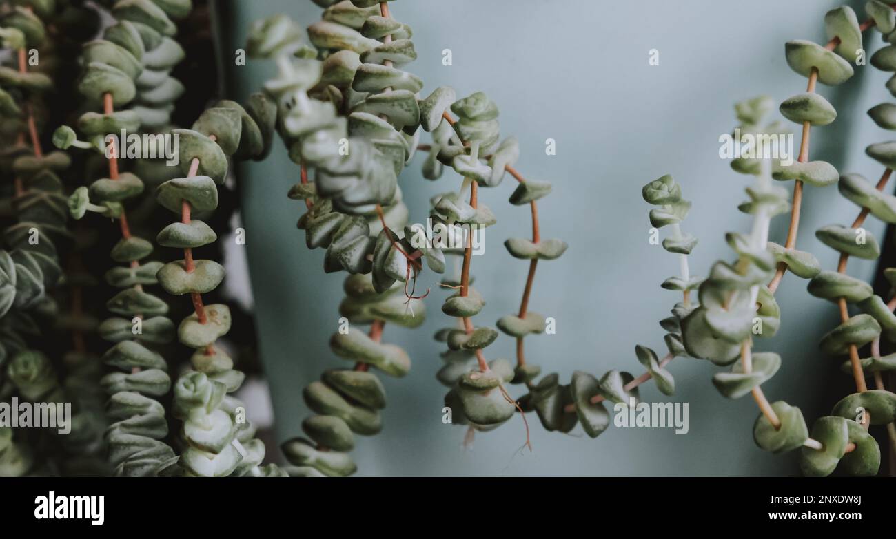 Crassula rupestris also known as Jade necklace plant in a blue pot Stock Photo