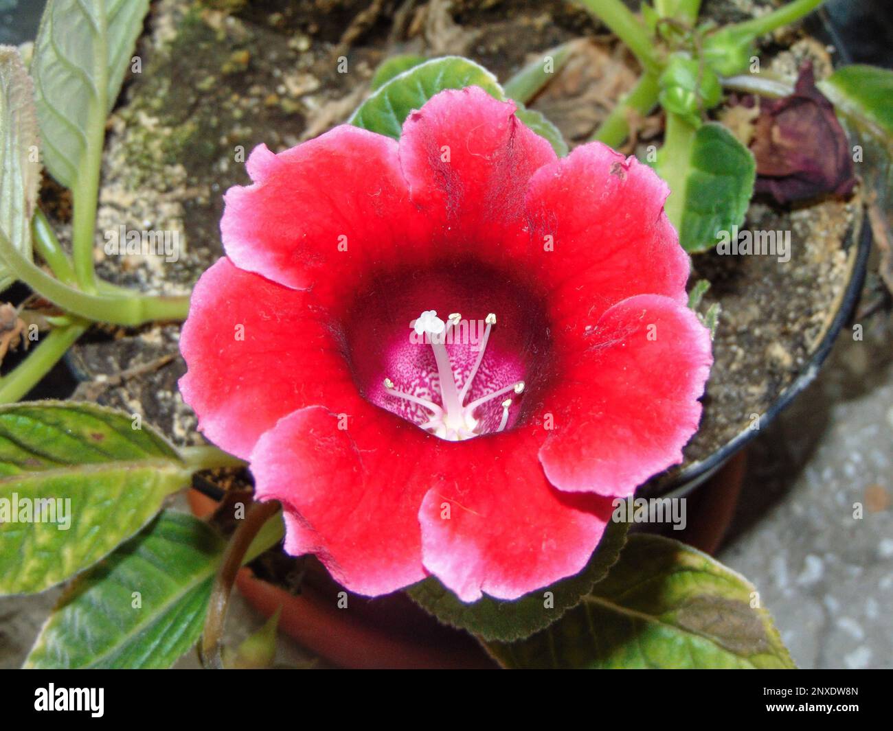 Brazilian gloxinia flower. Sinningia speciosa Stock Photo Alamy