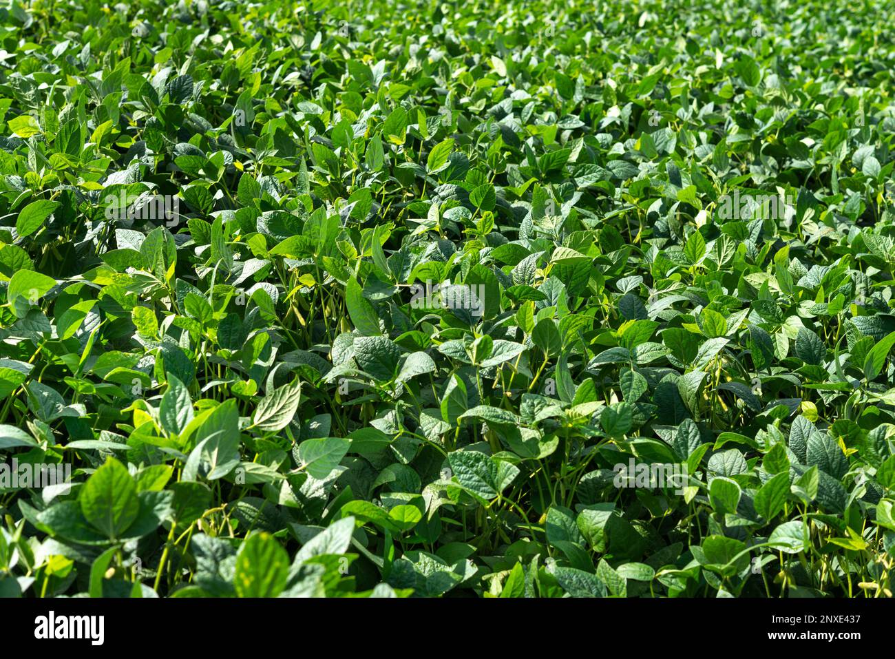 Soy plantation hi-res stock photography and images - Alamy
