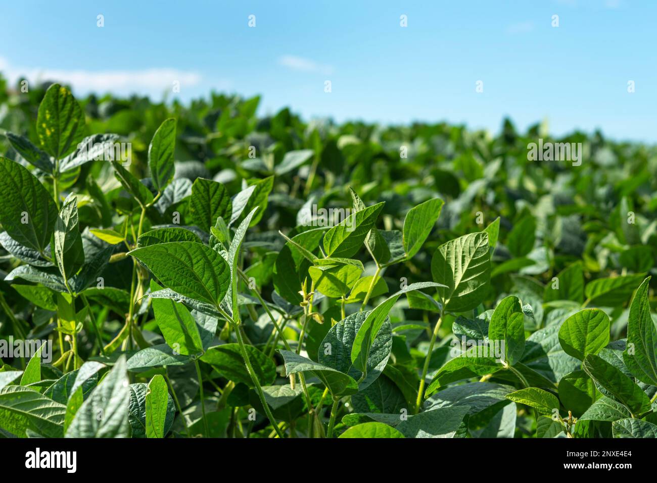 Agricultural soy plantation hi-res stock photography and images - Alamy