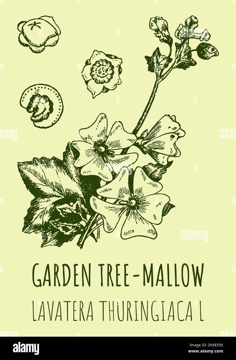 Drawings of Garden tree-mallow. Hand drawn illustration. Latin name LAVATERA THURINGIACA L. Stock Photo