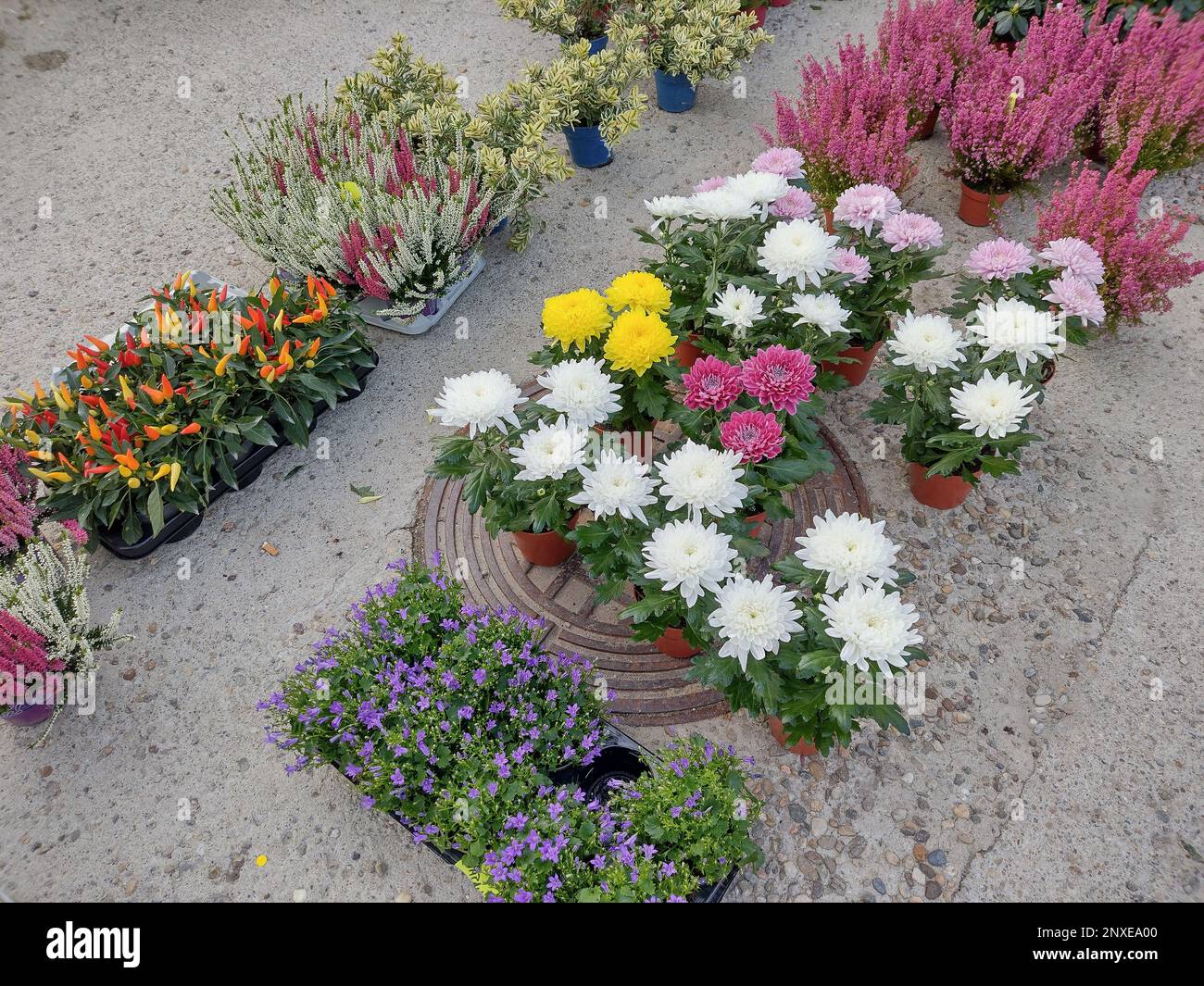 Various plants hi-res stock photography and images - Alamy