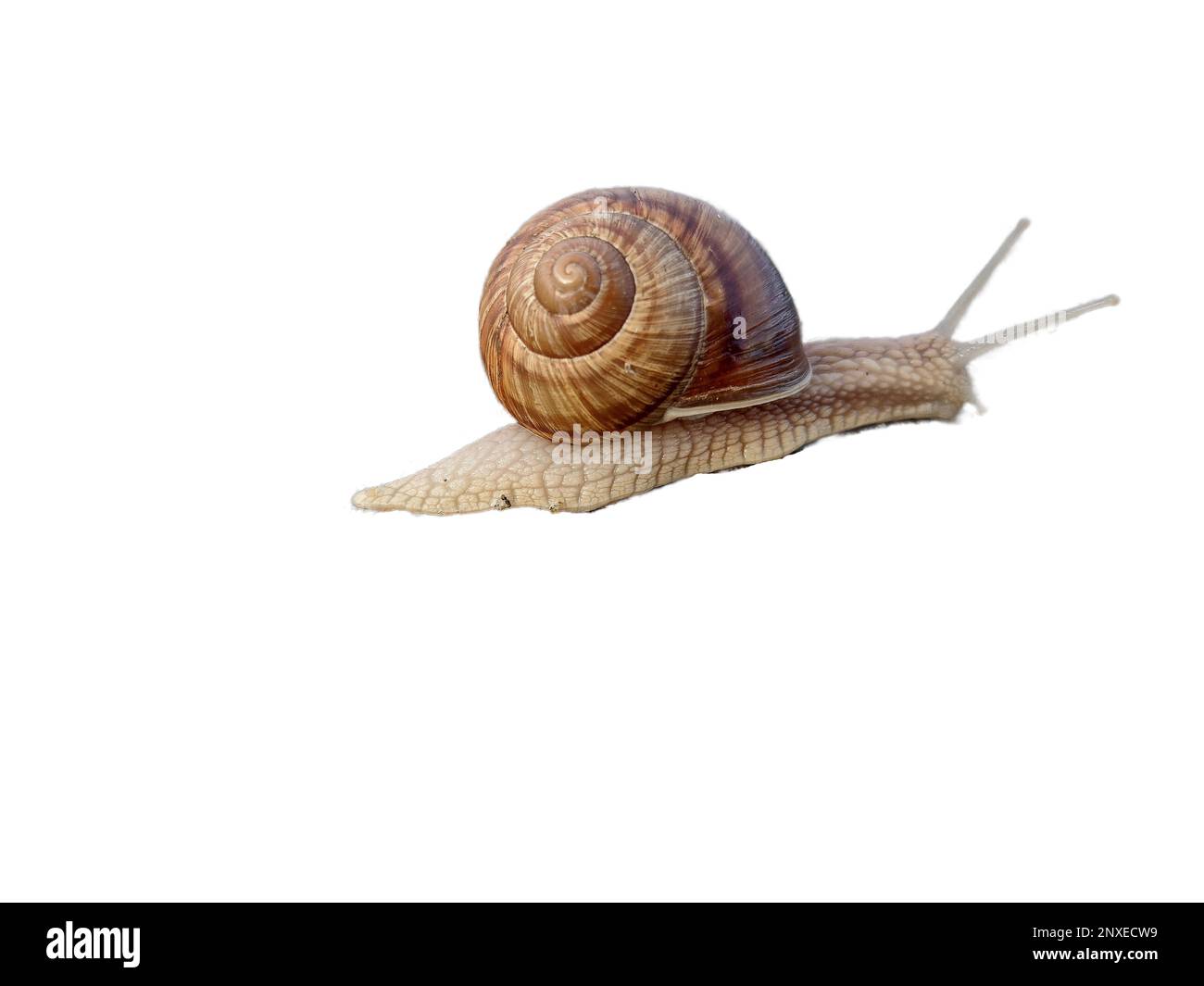 Snail isolated on white background Stock Photo