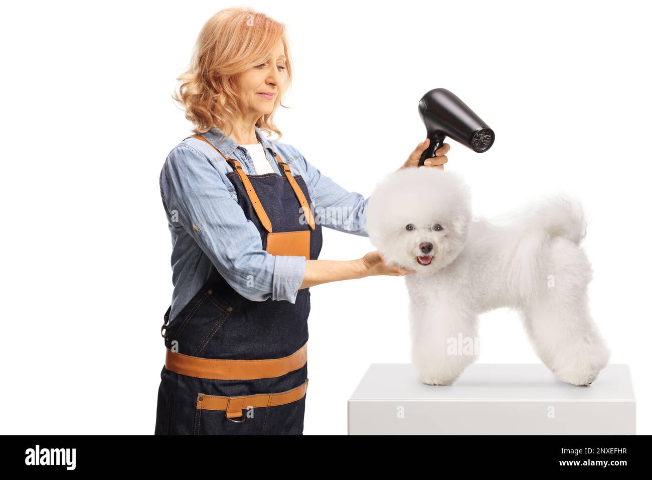 Female pet groomer drying a bichon frise dog isolated on white