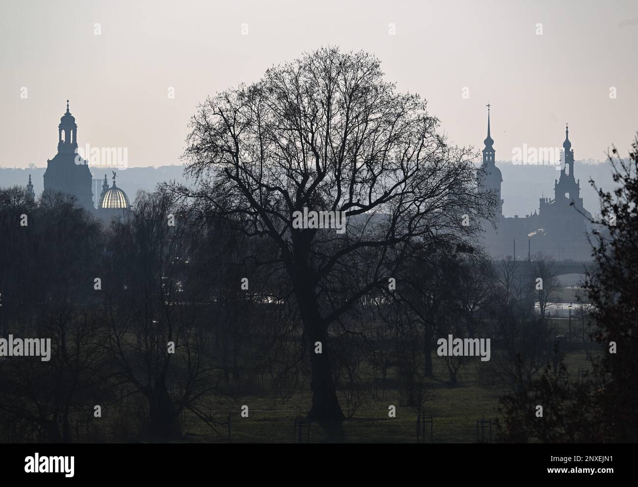 Dresden, Germany. 01st Mar, 2023. Behind trees on the banks of the Elbe in the Johannstadt district, the old town can be seen in the afternoon with the Frauenkirche (l-r), the dome of the Kunstakedmie with the angel 'Fama', the Hausmannsturm and the Hofkirche. Credit: Robert Michael/dpa/Alamy Live News Stock Photo