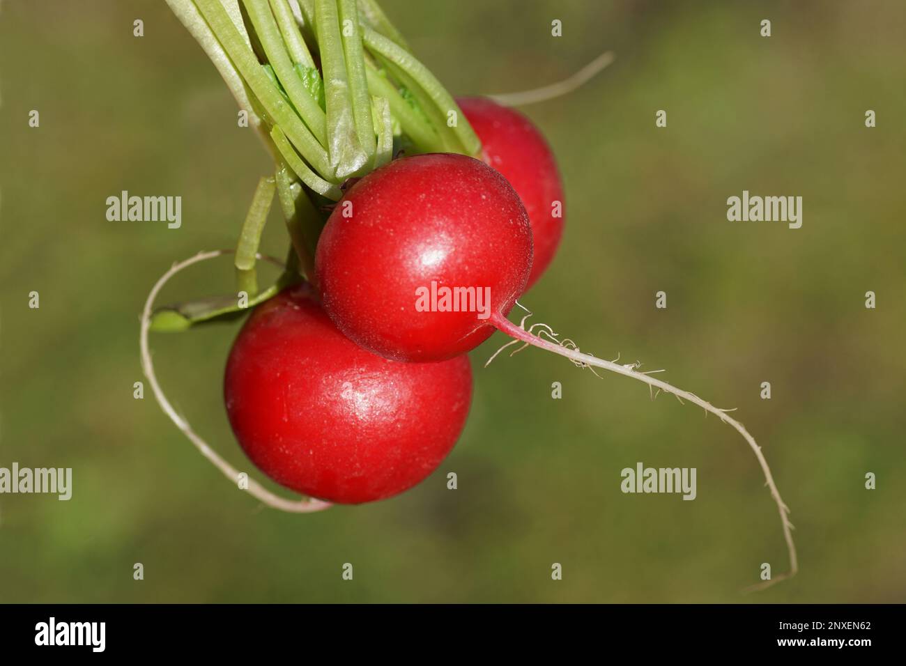 Closeup three Dutch red radishes with stem with a green background. Radish (Raphanus raphanistrum subsp. sativus) an edible root vegetable, Stock Photo