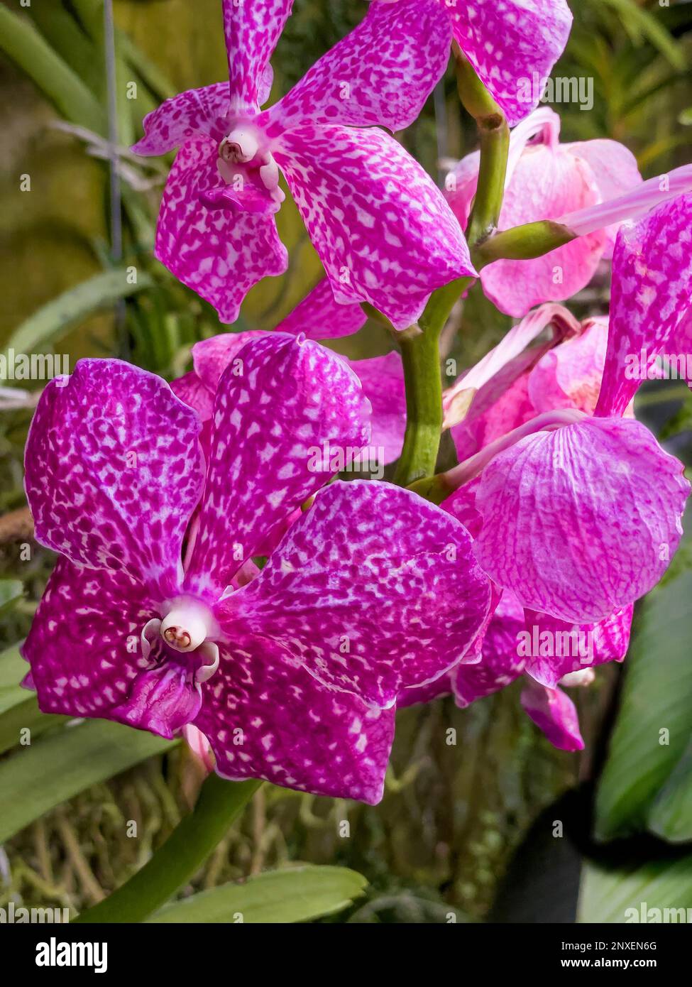 Tropical pink orchids growing in the warmth of the Princess of Wales Conservatory, Royal Botanic Gardens Kew during the 2023 Cameroon Orchid Festival Stock Photo