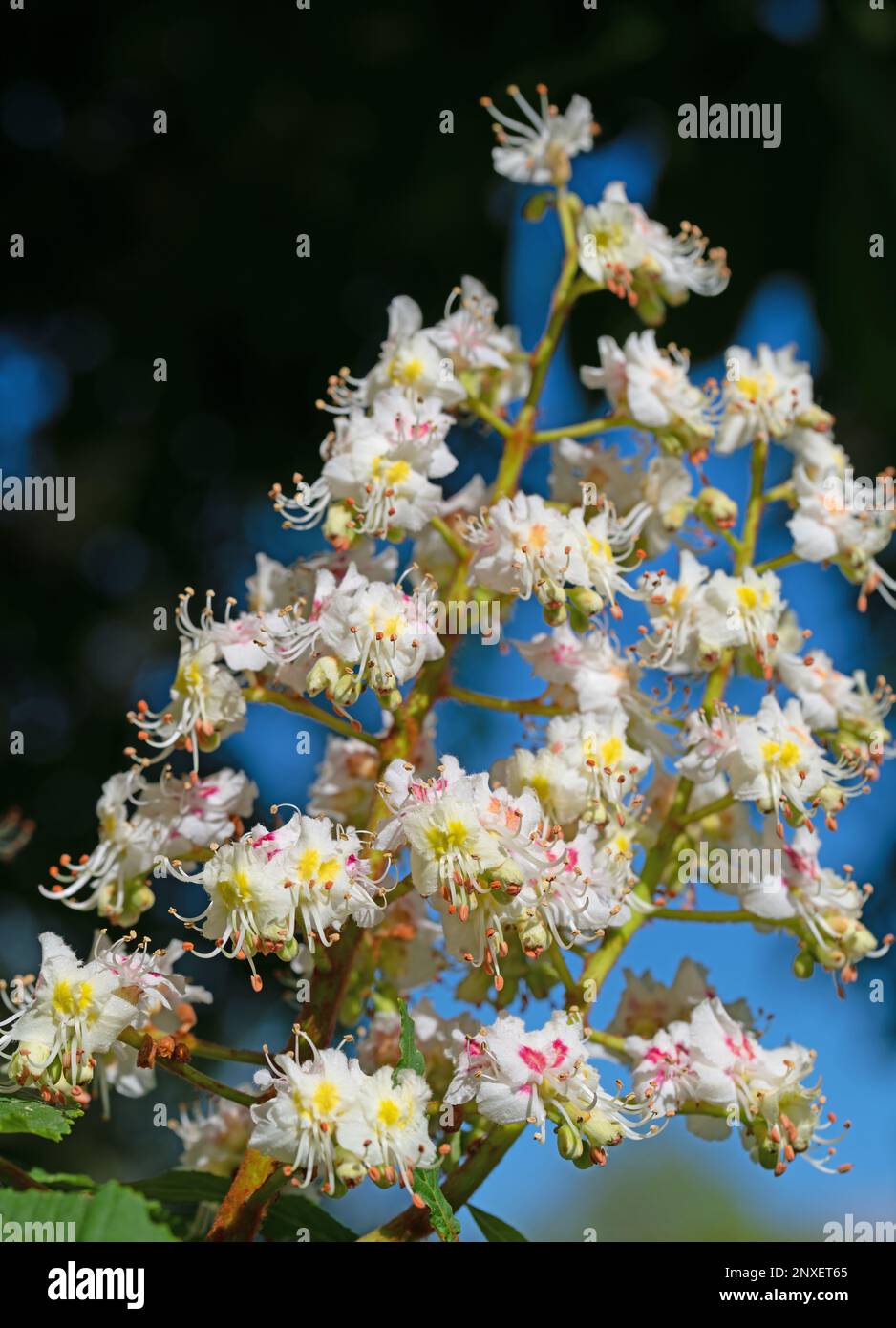 Blossoming chestnut tree in spring in a close-up Stock Photo
