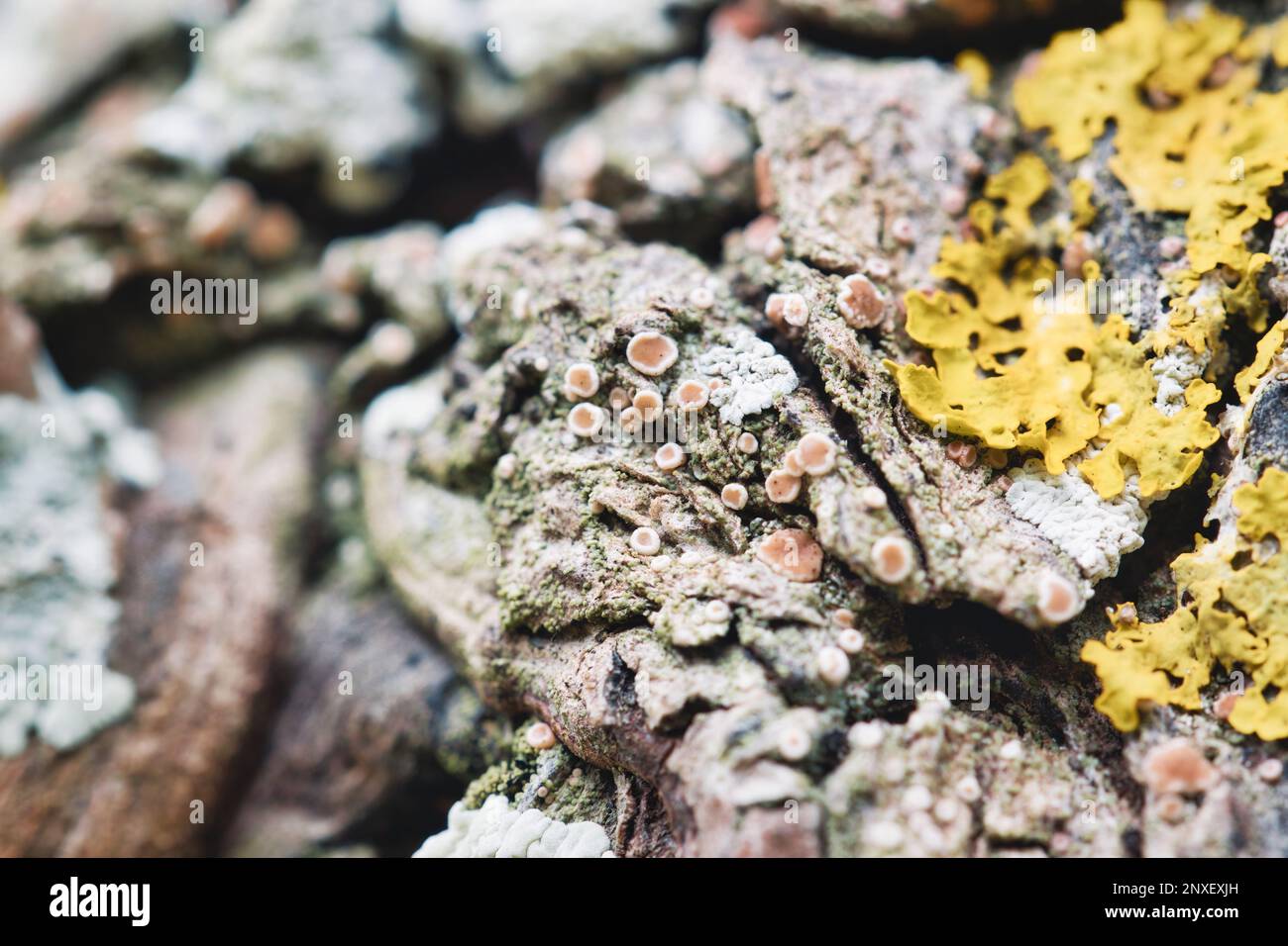 Lichen texture in nature hi-res stock photography and images - Alamy
