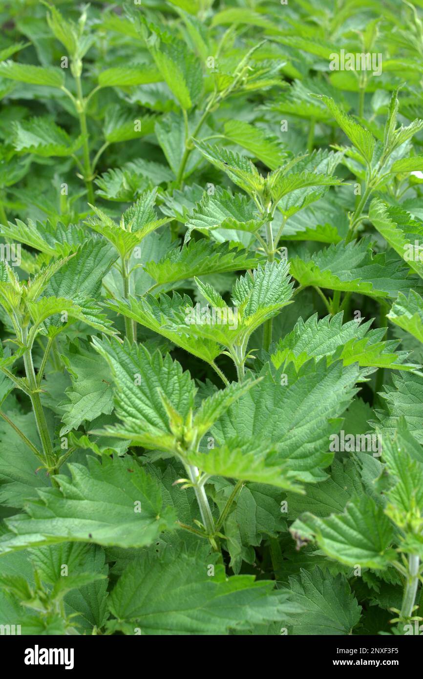 Dioecious nettle (Urtica dioica) grows in natural thickets Stock Photo ...