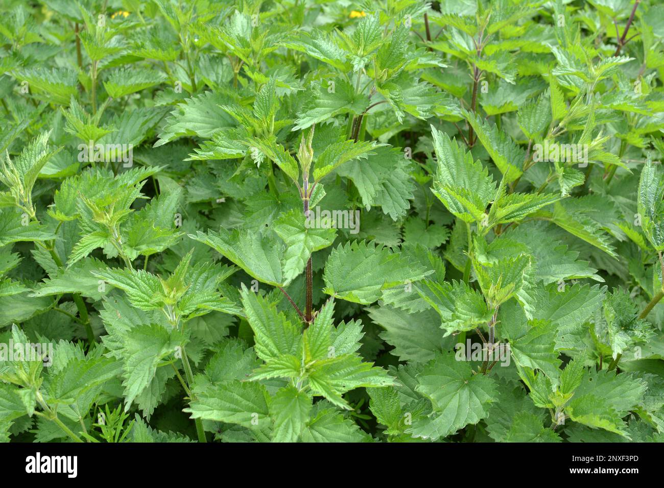 Dioecious nettle (Urtica dioica) grows in natural thickets Stock Photo ...