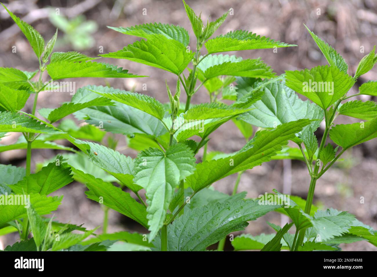 Dioecious nettle (Urtica dioica) grows in natural thickets Stock Photo ...