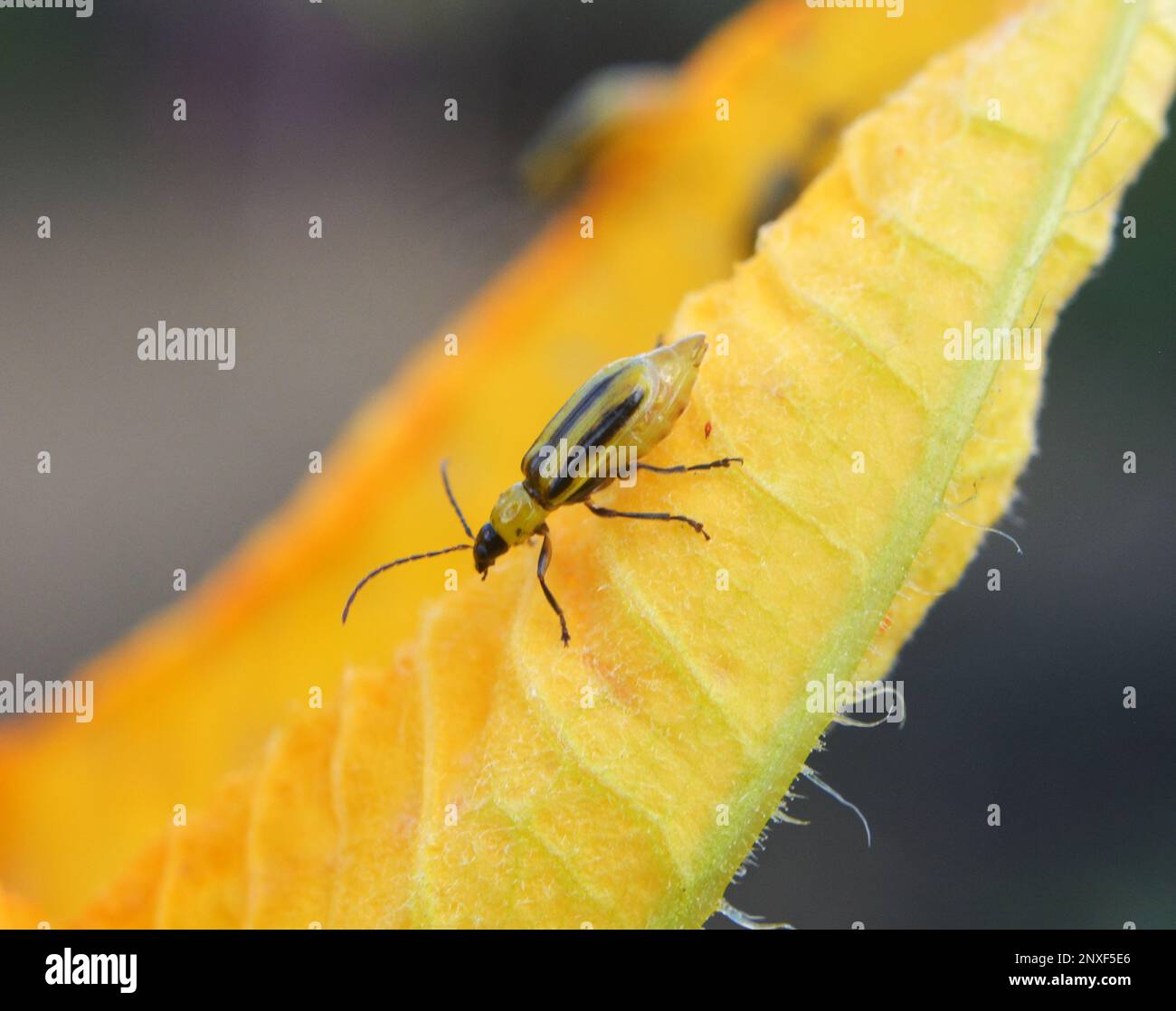 On the plant is a harmful insect Western corn beetle (Diabrotica