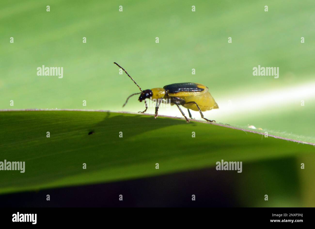 On the plant is a harmful insect Western corn beetle (Diabrotica