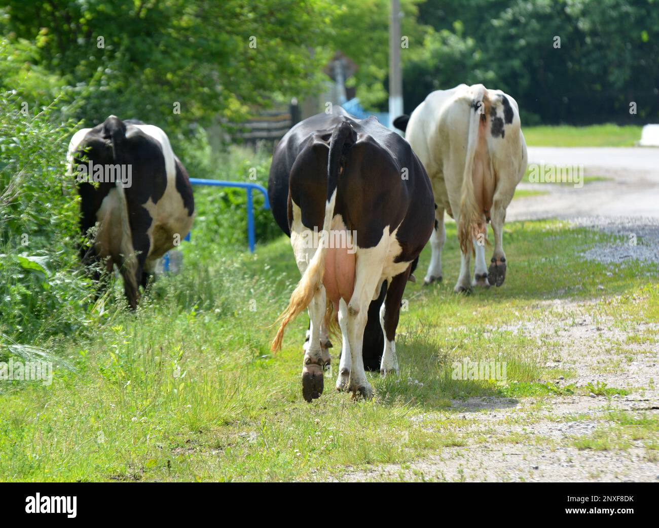 On a village street, cattle from a private farm return home from grazing. Stock Photo