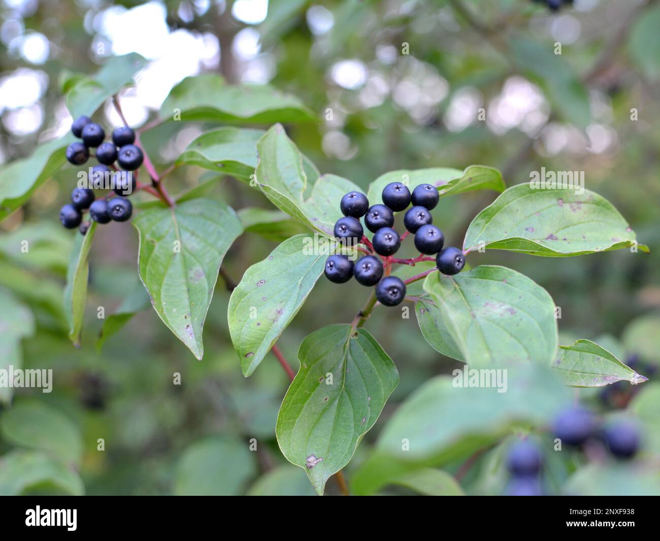 Black berries of cornus sanguinea ripen on a branch of a bush Stock ...