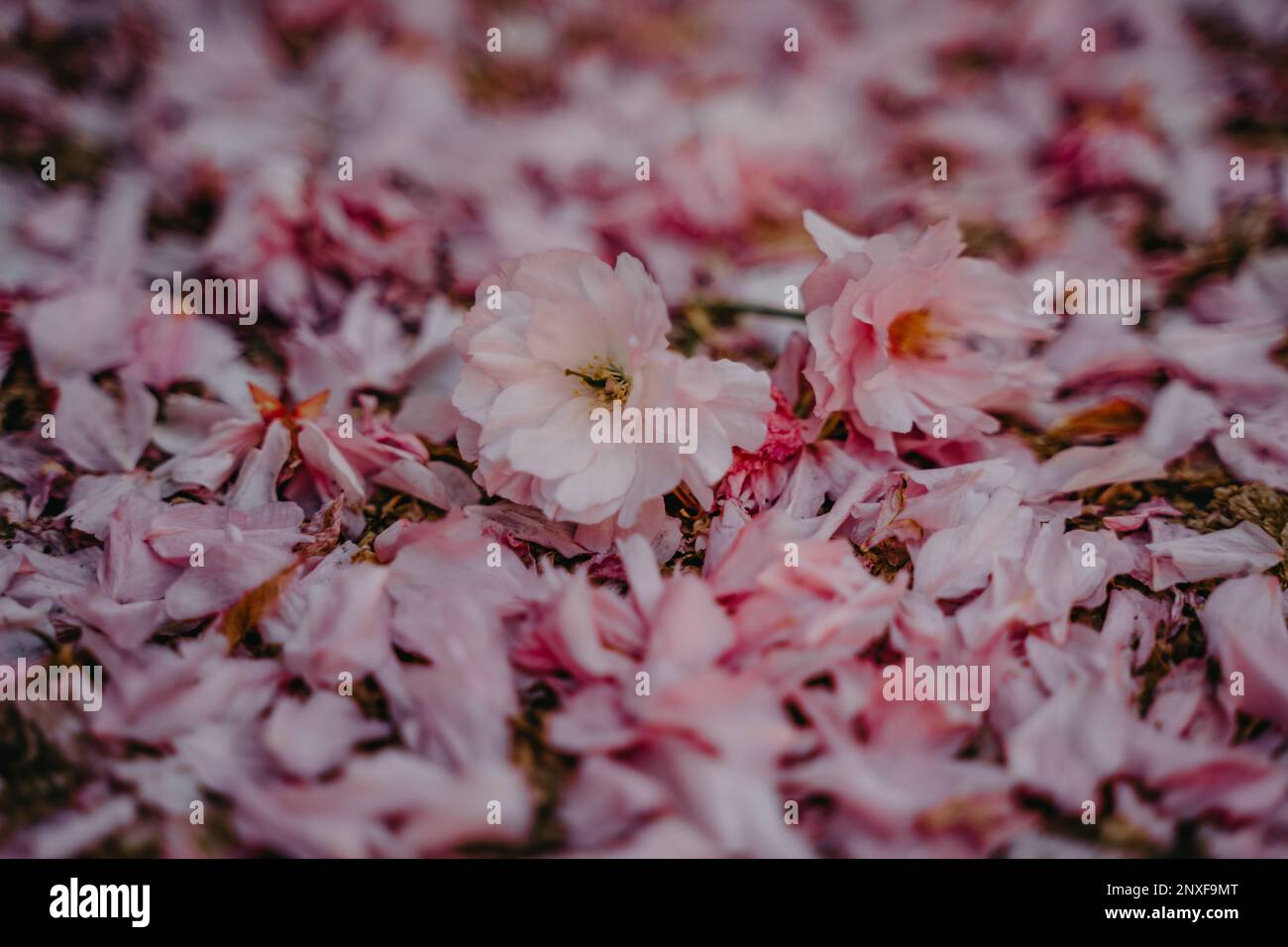 Pink cherry blossom petals on the ground after flowering in spring