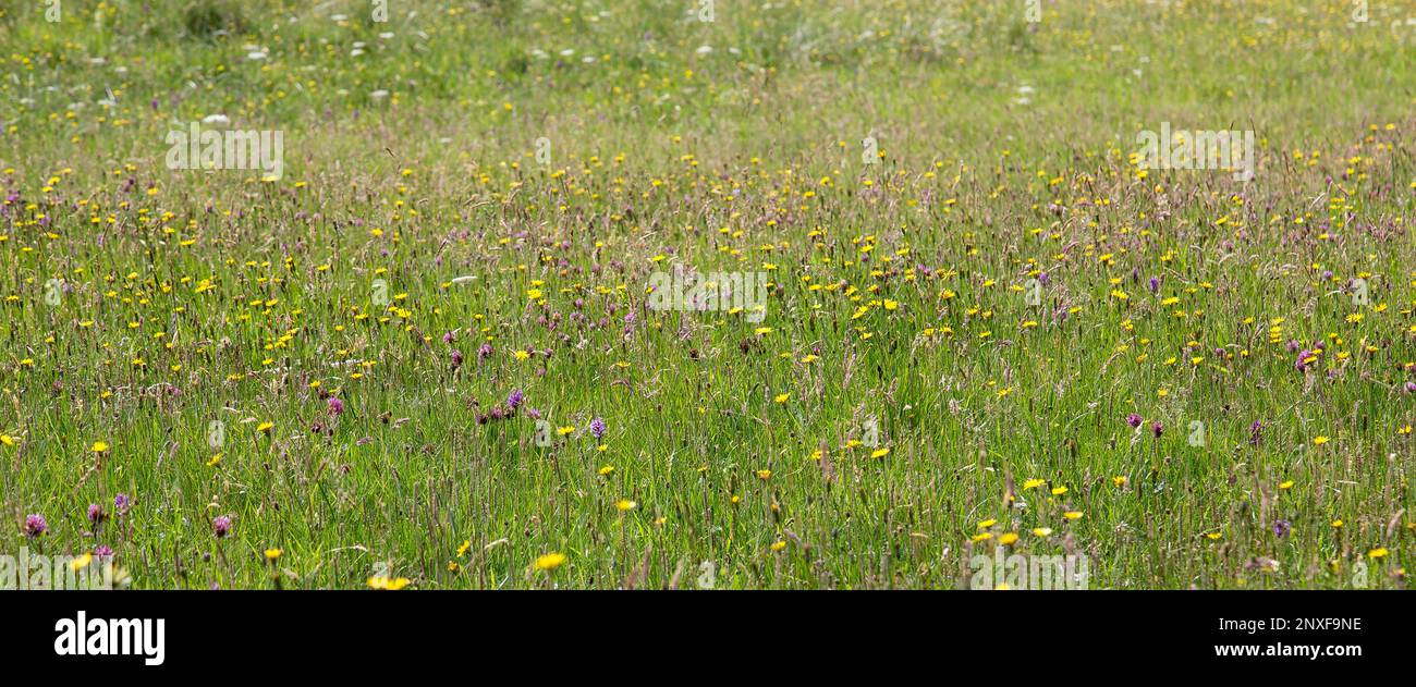 Machair, Wildflowers in Grassland, Lewis, Isle of Lewis, Hebrides, Outer Hebrides, Western Isles, Scotland, United Kingdom, Great Britain Stock Photo