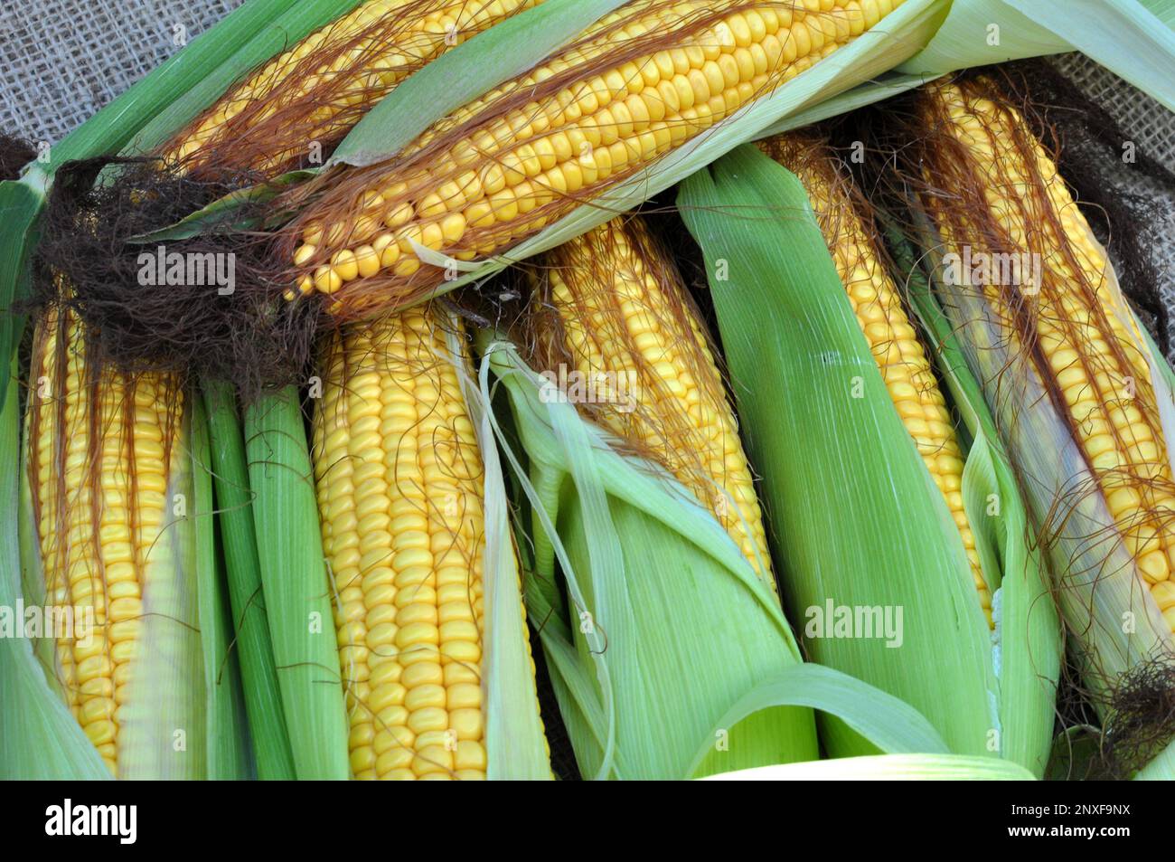 Cob of young corn of milk ripeness Stock Photo Alamy