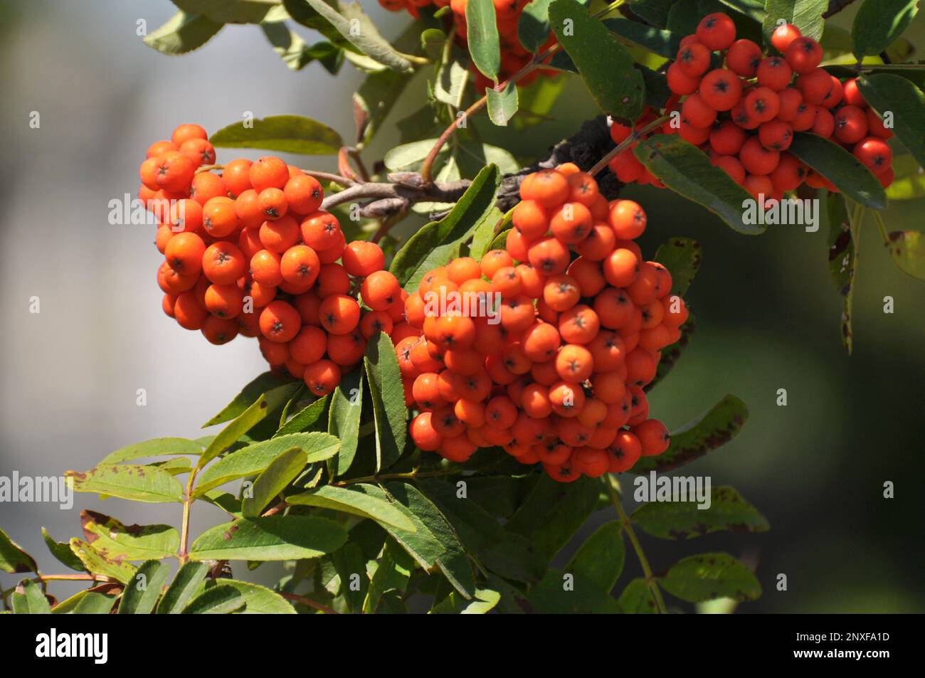 In nature, on a branch of rowan ordinary (Sorbus aucuparia) ripen berries Stock Photo