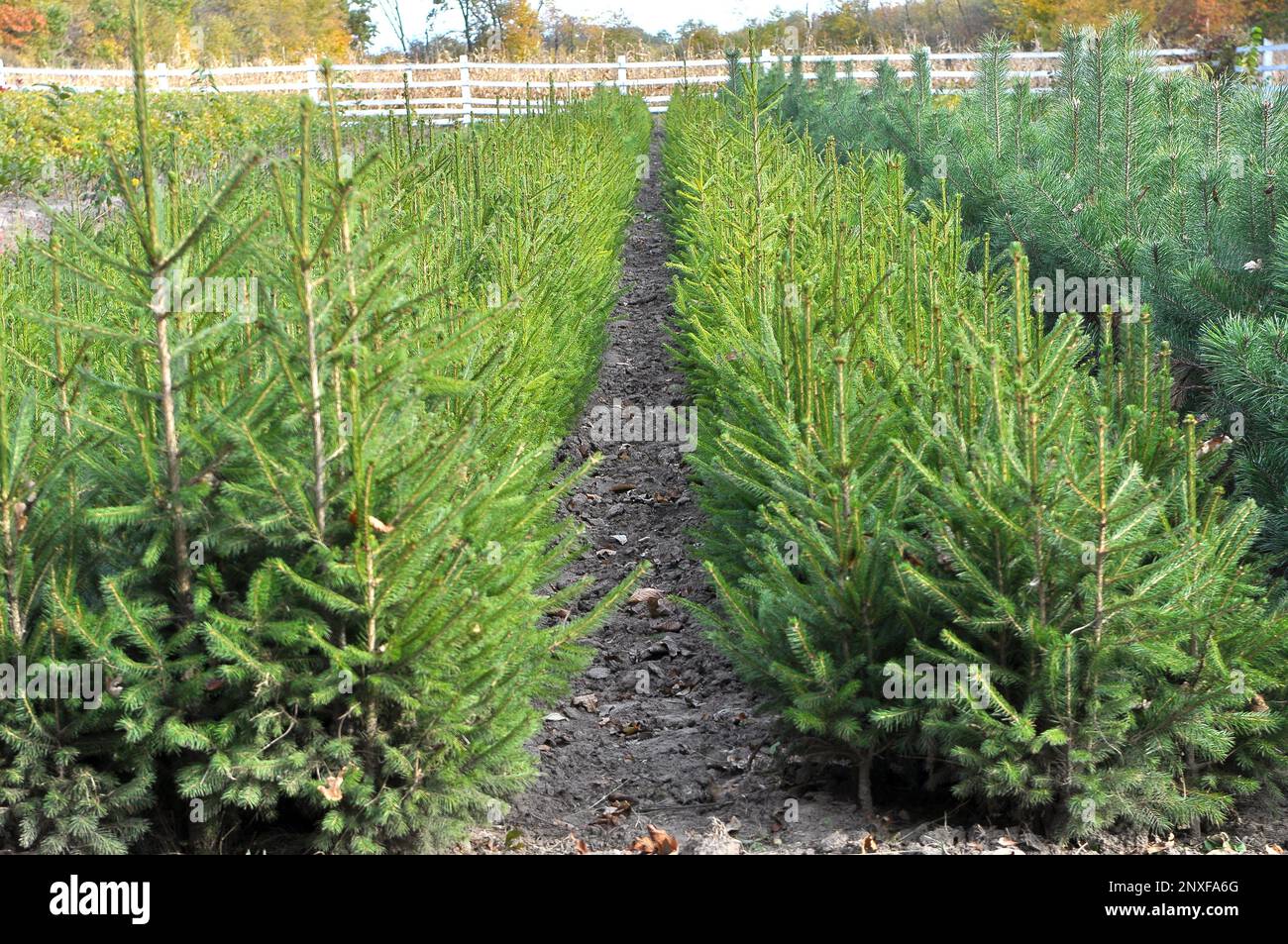 Forest tree seedlings are grown in the nursery Stock Photo Alamy
