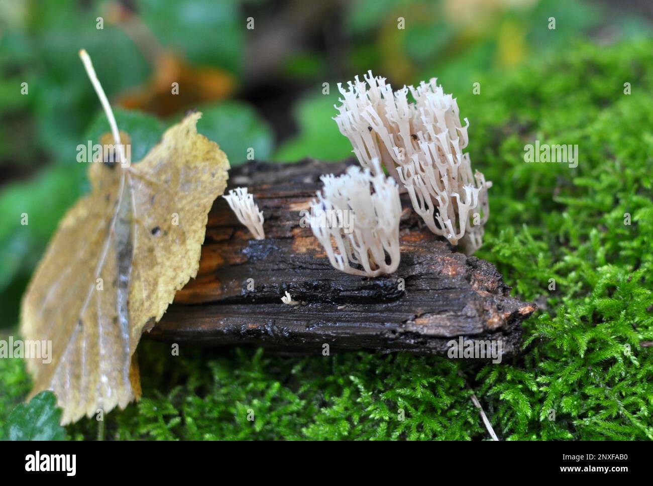 Coral mushrooms (Artomyces pyxidatus) grow in the wild Stock Photo Alamy